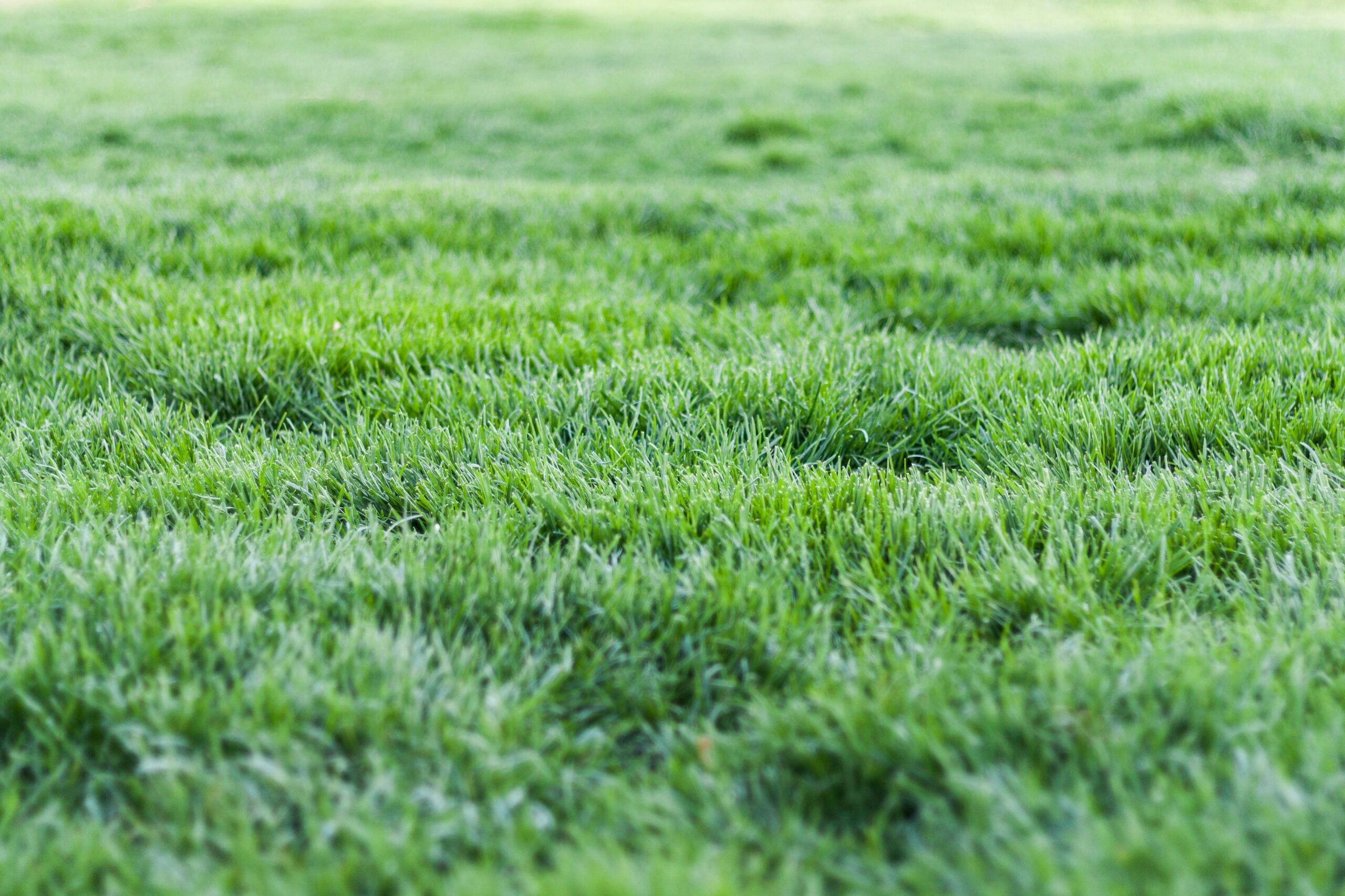 Fourniture et pose de gazon naturel - Les Voiles Habitats